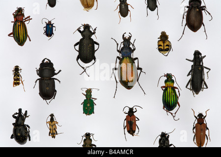 collection beetle in show case european types Germany europe insects death human animal Stock Photo