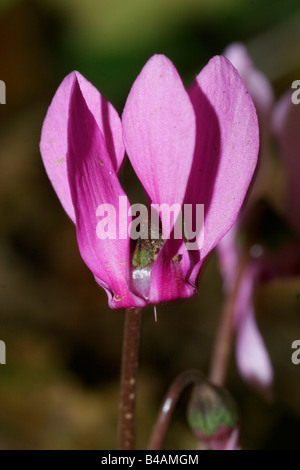 botany, cyclamen, European Cyclamen, (Cyclamen europaeum), blossoms, at shoot, in meadow, Additional-Rights-Clearance-Info-Not-Available Stock Photo