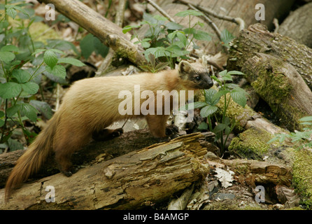 zoology / animals, mammal / mammalian, martens, Pine Marten, (Martes martes), on tree trunks, yellow coloured throat, Lüneburg Heath, distribution: Central and Northern Europe, Additional-Rights-Clearance-Info-Not-Available Stock Photo