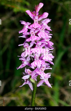 botany, Orchid, (Orchis), species, Spotted orchid, (Orchis maculata), blossoms and buds, Additional-Rights-Clearance-Info-Not-Available Stock Photo
