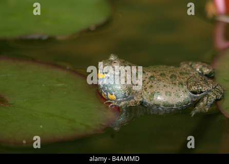 zoology / animals, amphibian, Bombinatoridae, European Fire-bellied Toad (Bombina bombina), on water lily leaf, Lake Neusiedl, Austria, distribution: Europe, Additional-Rights-Clearance-Info-Not-Available Stock Photo