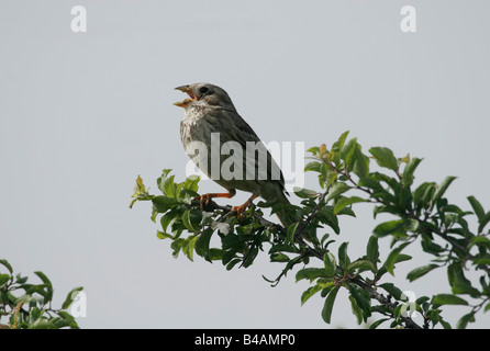 zoology / animals, avian / birds, Corn Bunting, (Emberiza calandra), sitting on branch, Neusiedler See, Austria, distribution: Northern and Western Africa, Europe, Eastern to Middle East, Additional-Rights-Clearance-Info-Not-Available Stock Photo