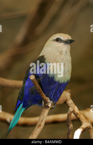 zoology / animals, avian / birds, European Roller, (Coracias garrulus), on branch, Walsrode, Germany, distribution: Eurasia, Africa, Additional-Rights-Clearance-Info-Not-Available Stock Photo