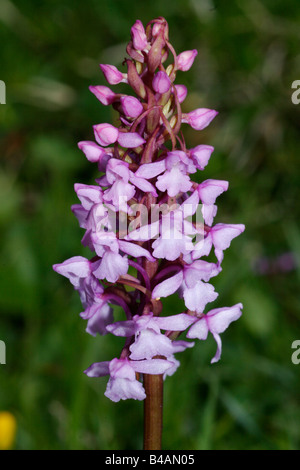 botany, Gymnadenia, Fragant orchid, (Gymnadenia conopea), bloom, Additional-Rights-Clearance-Info-Not-Available Stock Photo