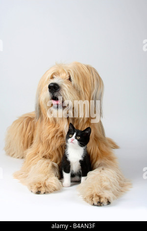 Mixed Breed Dog and Domestic Cat kitten 8 weeks Stock Photo