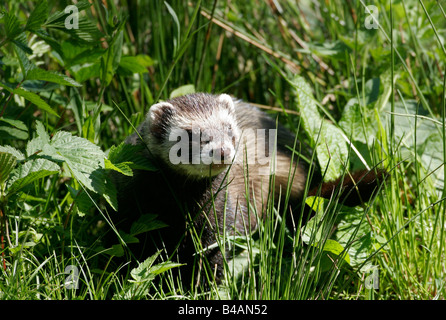 zoology / animals, mammal / mammalian, martens, European Polecat, (Mustela putorius), standing in grass, Lüneburg Heath, distribution: Europe, Asia, Northern Africa, Additional-Rights-Clearance-Info-Not-Available Stock Photo