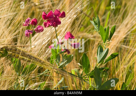 earthnut pea tuberose Stock Photo