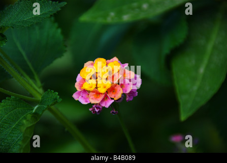 Lantana camara - drought tolerant plant ideal for xeriscaping Stock Photo