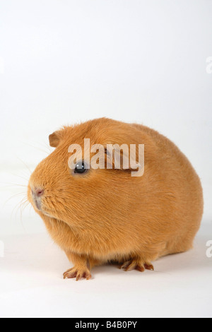 Englisch Guinea Pig Stock Photo