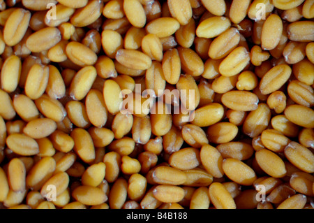 Wild Flax, Linseed Dodder (Camelina sativa), seeds Stock Photo