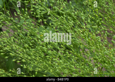 Wild Flax, Linseed Dodder (Camelina sativa), plants with seeds Stock Photo