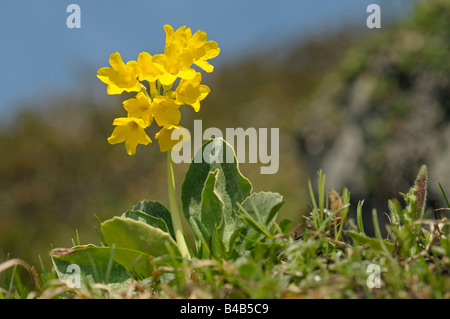 Auricula, Dusty Miller, Garden Auricula (Primula auricula), flowering Stock Photo