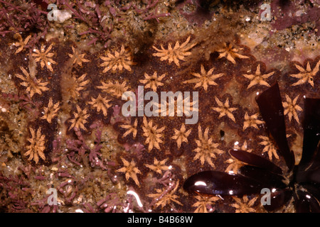 Golden star tunicate Botryllus schlosseri star ascidian star sea squirt UK Stock Photo