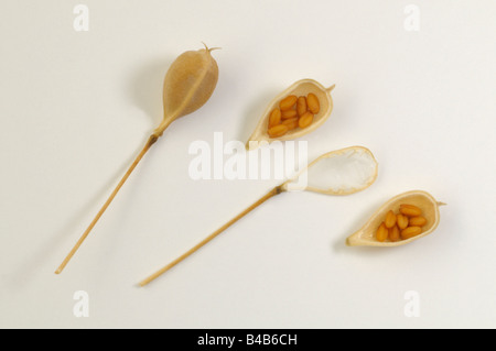 Wild Flax, Linseed Dodder (Camelina sativa), seeds Stock Photo