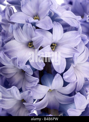 Hyacinthus orientalis Blue Hyacinth Flower Stock Photo