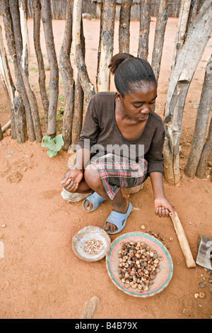 Namibian girl preparing Marula Sclerocarya birrea nuts at Himba homestead in Tsumeb Cultural Village open air museum in Namibia Stock Photo