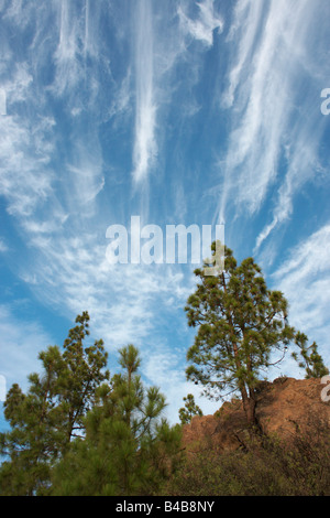Cirrus clouds above Canary pine trees in Parque natural de Ingenio on Gran Canaria in The Canary islands Stock Photo