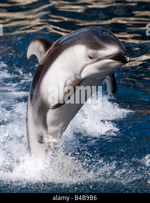 Pacific white sided dolphin, Lagenorhynchus olbiquidens in Vancouver aquarium, Canada.