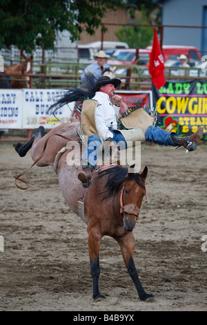 Bareback riding cowboy on bucking bronco horse at the chute gates ...