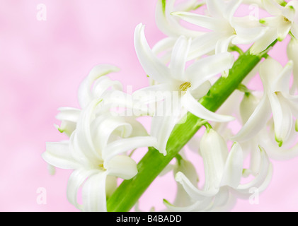 Hyacinthus orientalis White Hyacinth Flower Stock Photo