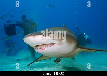 Lemon Shark Negaprion brevirostris and scuba divers West End Grand Bahama Atlantic Ocean Stock Photo