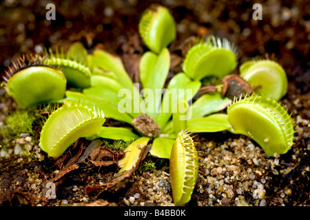 The Venus Flytrap Stock Photo
