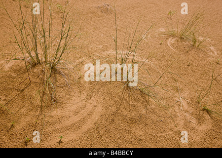 Patterns in the sand created by the wind moving plants on the surface of the dunes along the Spirit Sands trail Stock Photo
