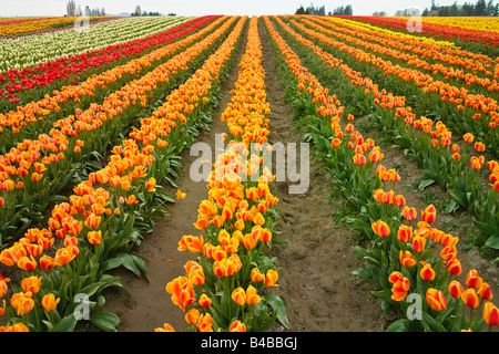 Rows of tulips in bloom during the Skagit Valley Tulip Festival Stock Photo