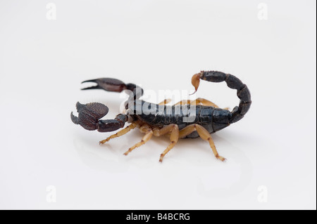 Heterometrus madraspatensis. Indian Forest Scorpion / Madras Forest Scorpion on white background Stock Photo
