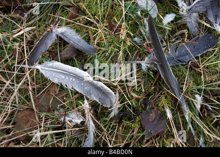 Bird feathers from dead wildlife killed after colliding with electricity lines on a forest floor, Clowes Wood, Chestfield, Kent Stock Photo