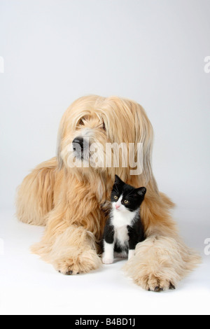 Mixed Breed Dog and Domestic Cat kitten 8 weeks Stock Photo