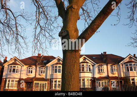 Trunk of a 100 year-old ash tree in front of Edwardian-era semi-detached houses on Ruskin Park Denmark Hill SE24 London Stock Photo