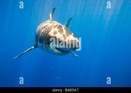 Great white shark (Carcharodon carcharias) Stock Photo