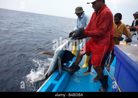 Tuna fishermen drag a thrashing sailfish on to the deck of a traditional dhoni fishing boat on the Indian Ocean, Maldives Stock Photo