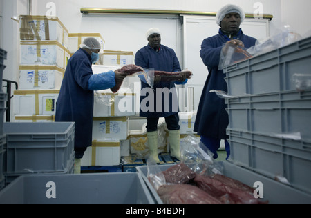 Employees of fish product importers New England Seafoods carefully transfer precious fresh tuna steaks ready for processing Stock Photo