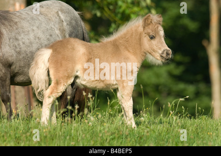 Miniature Horse mare and foal Stock Photo