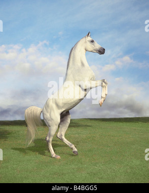 Arabian stallion rearing up against clouded sky. Stock Photo