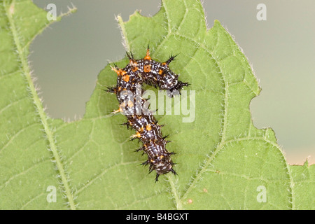 Question Mark Butterfly larva Polygonia interrogationis Stock Photo