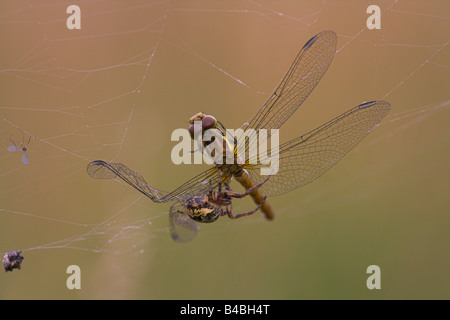 Common Darter Sympetrum striolatum stuck in spider wed with predator at Gait Barrows, Cumbria in July. Stock Photo