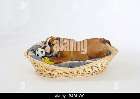 English Bulldog puppy 3 month in dog s basket toy Stock Photo