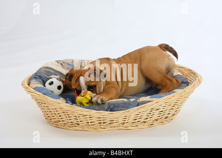 English Bulldog puppy 3 month in dog s basket toy Stock Photo