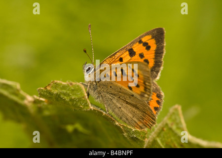 Small Copper butterfly (Lycaena phlaeas) sunning itself in autumn sunshine in a Cambridgeshire garden. Stock Photo