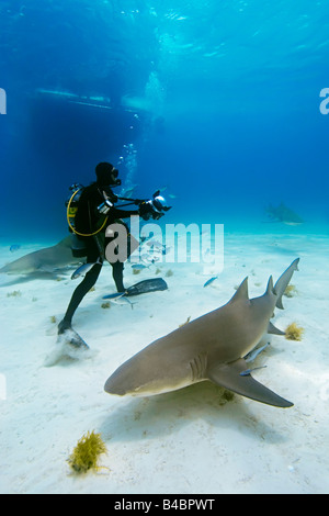Lemon Sharks Negaprion brevirostris scuba diver and boat West End Grand Bahama Atlantic Ocean Stock Photo