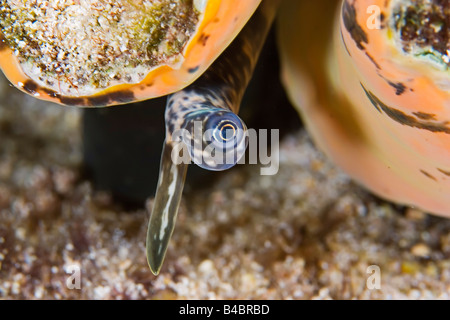 Eye and tentacle of Queen or Pink Conch Strombus gigas West End Grand Bahamas Atlantic Ocean Stock Photo