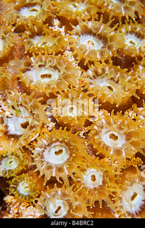 Extended polyps of Great Star Coral, Montastrea cavernosa, Family: Faviidae, feeding on plankton at night, Grand Bahama, Bahamas Stock Photo