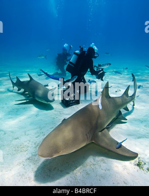 Lemon Sharks Negaprion brevirostris and scuba divers West End Grand Bahama Atlantic Ocean Stock Photo