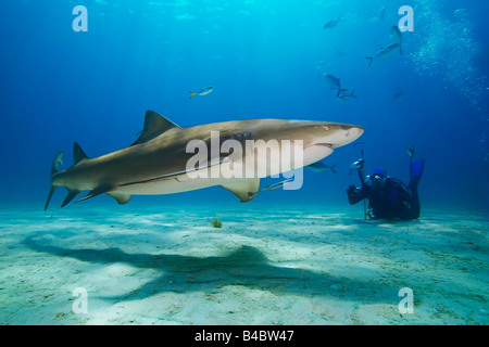 Lemon Shark Negaprion brevirostris and scuba diver West End Grand Bahama Atlantic Ocean Stock Photo