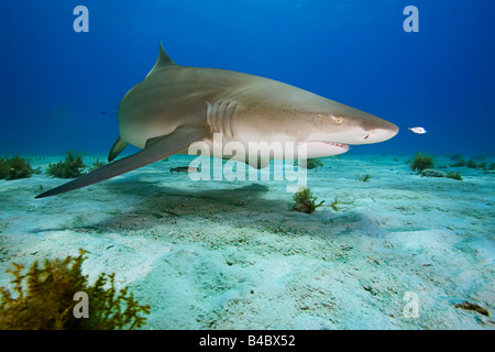 Lemon Shark Negaprion brevirostris with juvenile jack Caranx sp West End Grand Bahama Atlantic Ocean Stock Photo