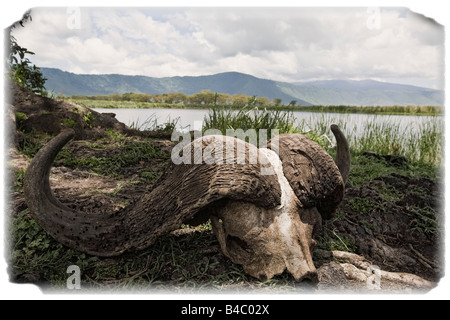 African Cape Buffalo skull, Ngorongoro Crater, Tanzania, Africa Stock Photo