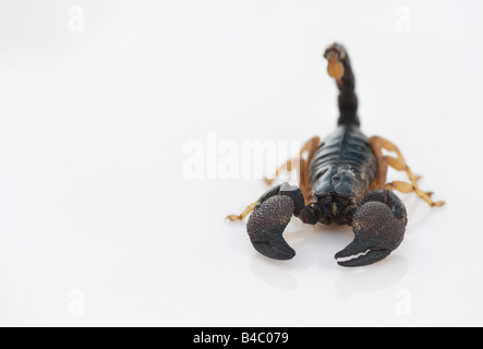 Heterometrus madraspatensis. Indian Forest Scorpion / Madras Forest Scorpion on white background Stock Photo